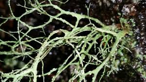 Attēlu rezultāti vaicājumam “Ramalina farinacea”