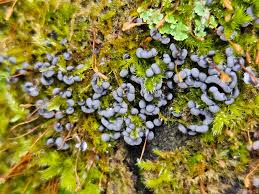 Attēlu rezultāti vaicājumam “Badhamia affinis”