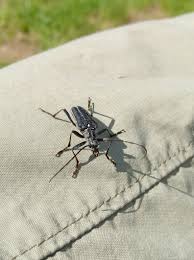 Attēlu rezultāti vaicājumam “Oxymirus cursor”