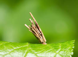 Attēlu rezultāti vaicājumam “Psyche casta larva”