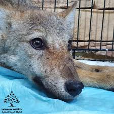 Image result for canis lupus arabs