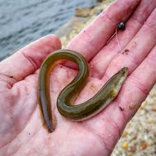 Image result for Anguilla rostrata