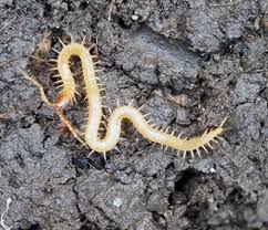 Attēlu rezultāti vaicājumam “Geophilidae”