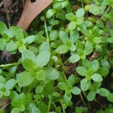 Attēlu rezultāti vaicājumam “Callitriche verna leaf”