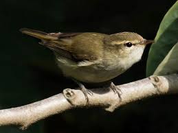 Attēlu rezultāti vaicājumam “Phylloscopus trochiloides”