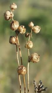 Attēlu rezultāti vaicājumam “Utricularia intermedia bud”