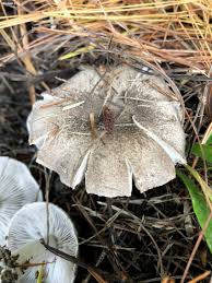 Attēlu rezultāti vaicājumam “Tricholoma sp.”