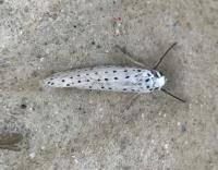 Attēlu rezultāti vaicājumam “Yponomeuta malinellus / cagnagella”