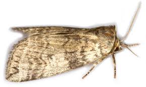 Attēlu rezultāti vaicājumam “Tethea or”