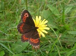 Attēlu rezultāti vaicājumam “Erebia ligea upperside”
