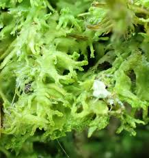 Attēlu rezultāti vaicājumam “Metzgeria violacea”