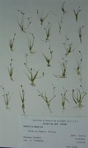 Attēlu rezultāti vaicājumam “Subularia aquatica”