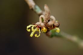 Attēlu rezultāti vaicājumam “Hamamelis japonica bud”
