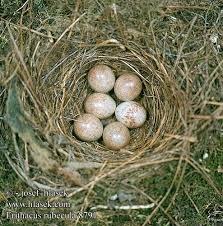 Attēlu rezultāti vaicājumam “Erithacus rubecula nest”
