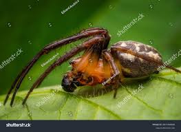 Attēlu rezultāti vaicājumam “Larinioides cornutus”