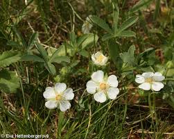 Attēlu rezultāti vaicājumam “Potentilla alba”