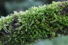 Attēlu rezultāti vaicājumam “Homalothecium sericeum”