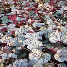 Image result for Heuchera `Swirling Fantasy`