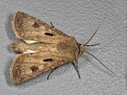 Attēlu rezultāti vaicājumam “Agrotis exclamationis”