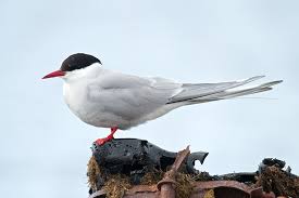 Attēlu rezultāti vaicājumam “Sterna”