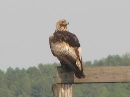 Attēlu rezultāti vaicājumam “Aquila chrysaetos adult”