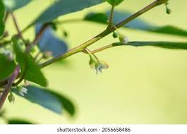 Attēlu rezultāti vaicājumam “Frangula alnus bud”