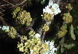 Attēlu rezultāti vaicājumam “Tuckermannopsis chlorophylla”