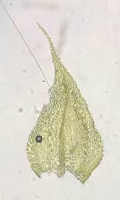 Attēlu rezultāti vaicājumam “Sciuro-hypnum reflexum”