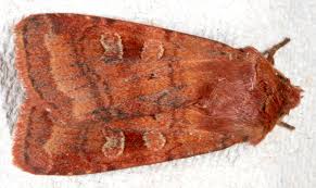 Attēlu rezultāti vaicājumam “Diarsia florida”