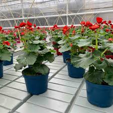 Image result for Бегония Элатиор 12х22 4601887072423