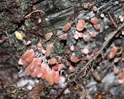 Attēlu rezultāti vaicājumam “Arcyria denudata spores”