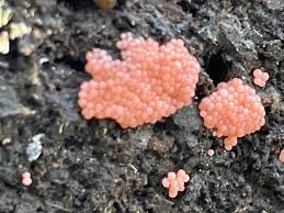 Attēlu rezultāti vaicājumam “Stemonitopsis hyperopta var. landewaldii macro”