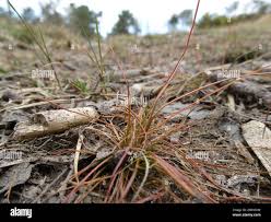 Attēlu rezultāti vaicājumam “Juncus bulbosus fruit”