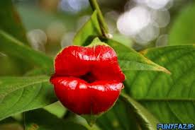 Image result for u202bعکس های جالبu202c