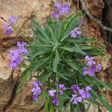 Image result for Levkoje