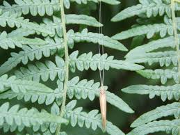 Attēlu rezultāti vaicājumam “Oecetis ochracea”