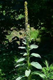 Attēlu rezultāti vaicājumam “Verbascum thapsus”