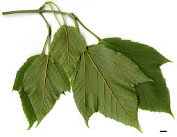 Attēlu rezultāti vaicājumam “Acer rufinerve”