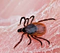 Attēlu rezultāti vaicājumam “Ixodes female”