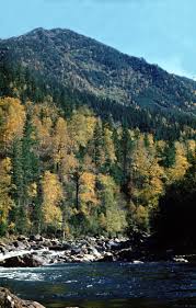 Attēlu rezultāti vaicājumam “Pinus pumila”