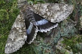 Attēlu rezultāti vaicājumam “Catocala fraxini”