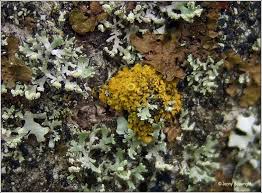 Attēlu rezultāti vaicājumam “Xanthoria candelaria”