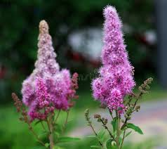 Attēlu rezultāti vaicājumam “Spiraea salicifolia”