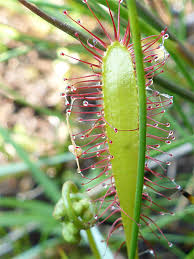 Attēlu rezultāti vaicājumam “Drosera anglica leaf”