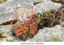 Attēlu rezultāti vaicājumam “Saxifraga tridactylites flower”