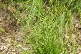 Attēlu rezultāti vaicājumam “Carex disperma”