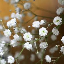 Attēlu rezultāti vaicājumam “Gypsophila paniculata leaf”