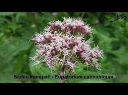 Attēlu rezultāti vaicājumam “Eupatorium cannabinum bud”