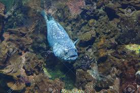 Image result for Epinephelus itajara