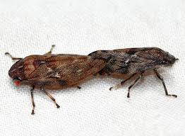 Attēlu rezultāti vaicājumam “Aphrophoridae”